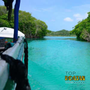 Amazing Roatan Mangrove Tunnels, Iguanas, Monkeys, and Sloths Tour - toproatan.com